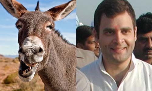 Image result for rahul gandhi donkey